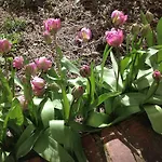 The Laurels Bed And Breakfast